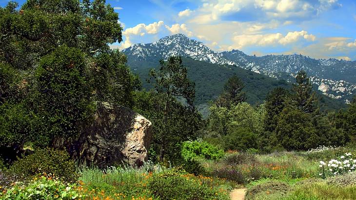 Narrow path in a grassy meadow with trees overlooking a mountain range Narrow path in a grassy meadow with trees overlooking a mountain range