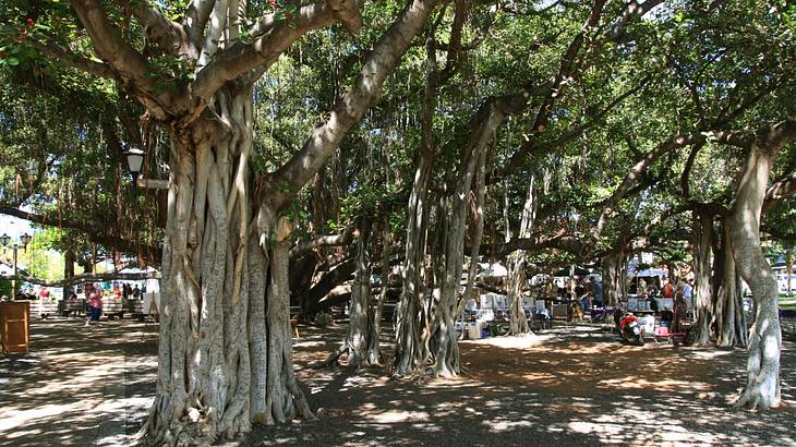 A large banyan tree with a craft market in the background