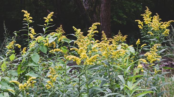 A shot of plants with yellow flowers
