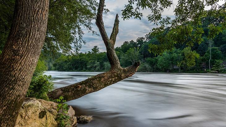 An old tree hanging over a river against a hill with dense trees under a cloudy sky