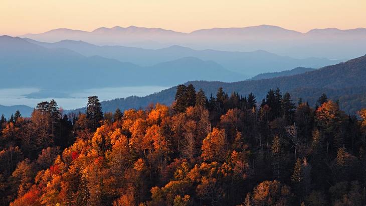 Aerial view of autumn pine trees against hazy mountains, under a yellow sky