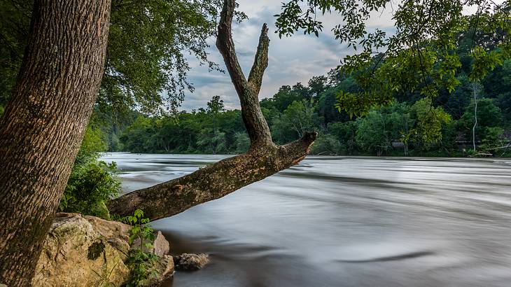 A tree branch hanging over a river with trees on the opposite banks