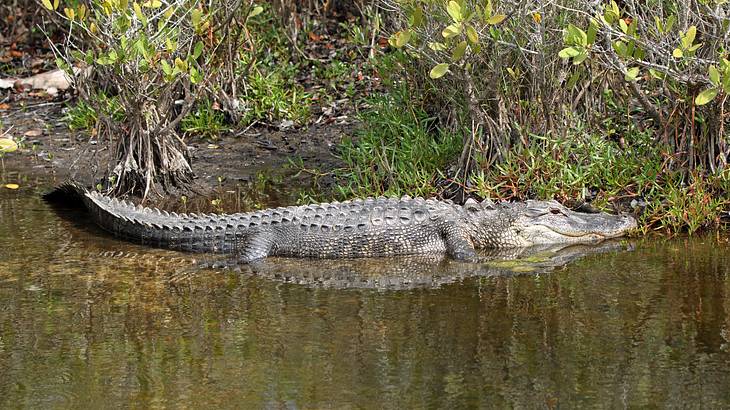 An alligator lying in a river near the bank