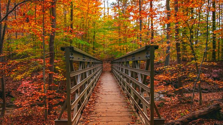 Wooden bridge with yellow and red trees around during autumn Wooden bridge with yellow and red trees around during autumn