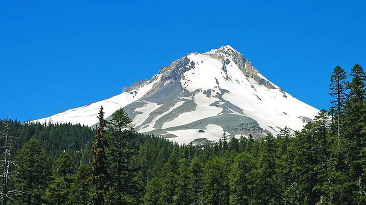 A snow-covered mountain with a forest in front of it under a blue sky