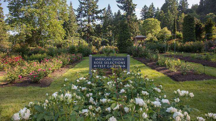 A rose garden with trees to the back and a green sign in the middle