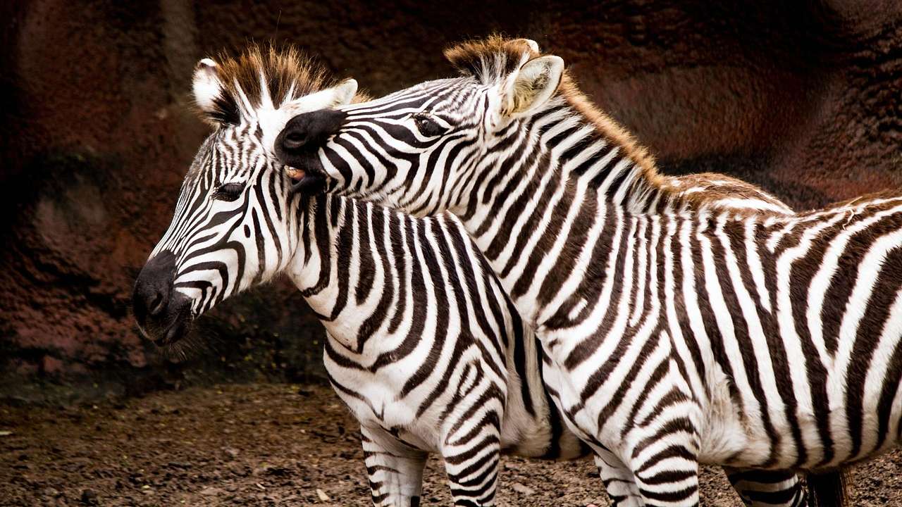 Two zebras standing next to each other in a zoo enclosure