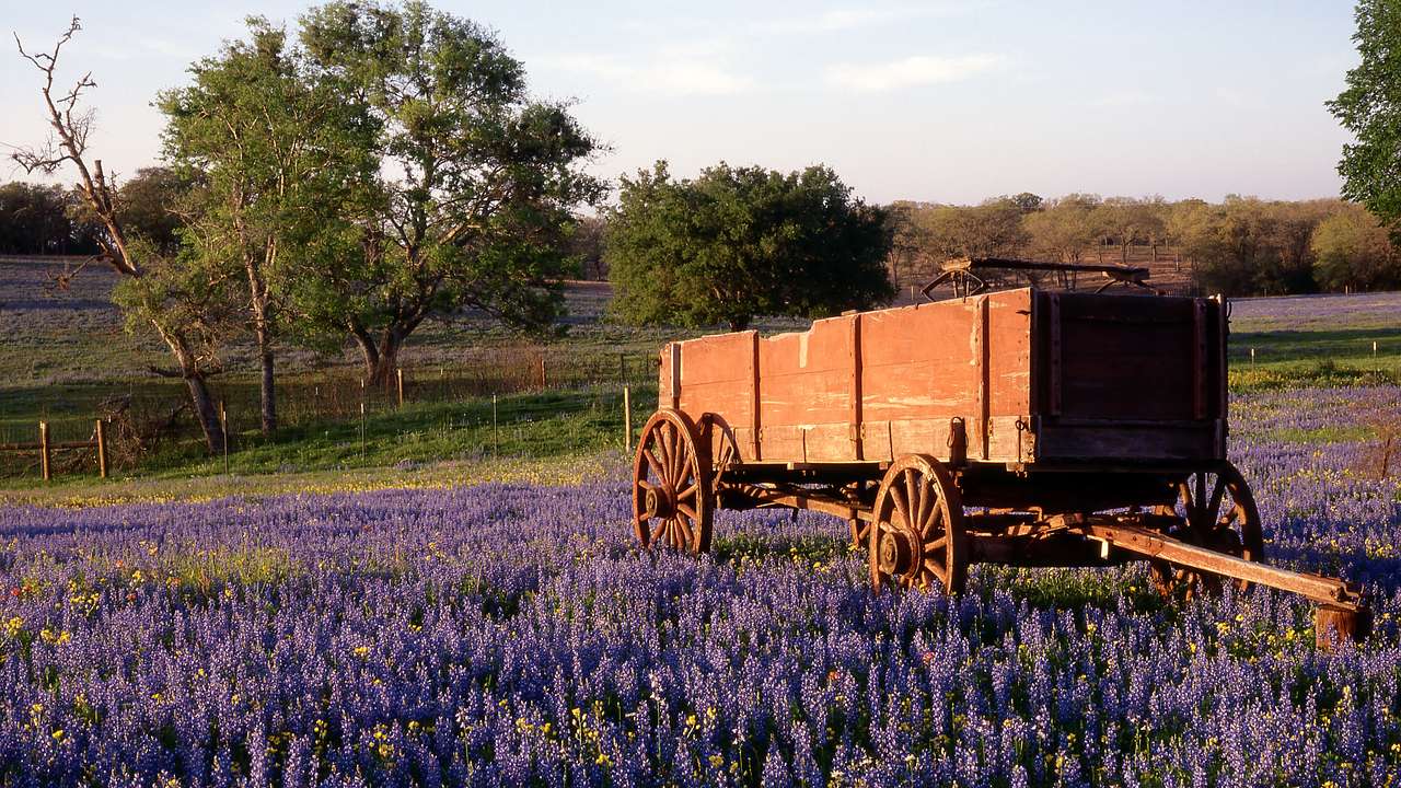 Wooden carriage in the middle of a meadow with purple flowers