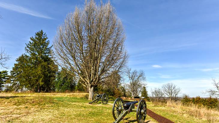 Grassy ground with rusty cannons, big trees, and a clear blue sky