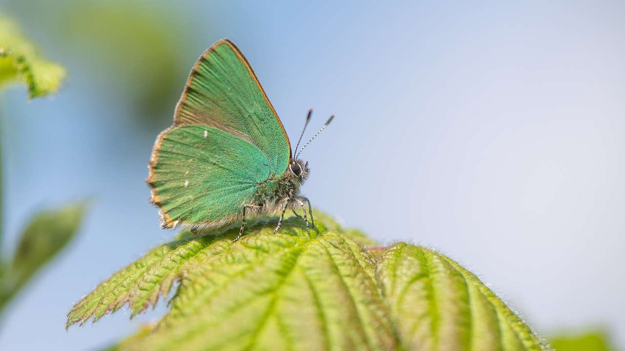 Butterfly with diaphanous green wings with golden streaks on edges sitting on a leaf
