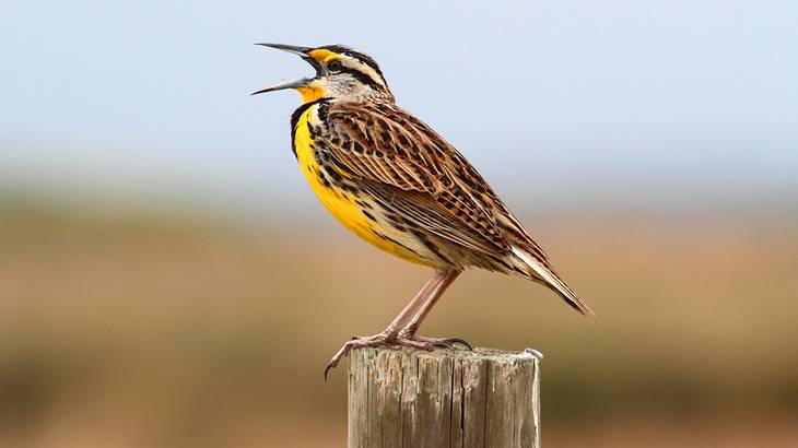 A western meadowlark bird with its beak open standing on a wooden post