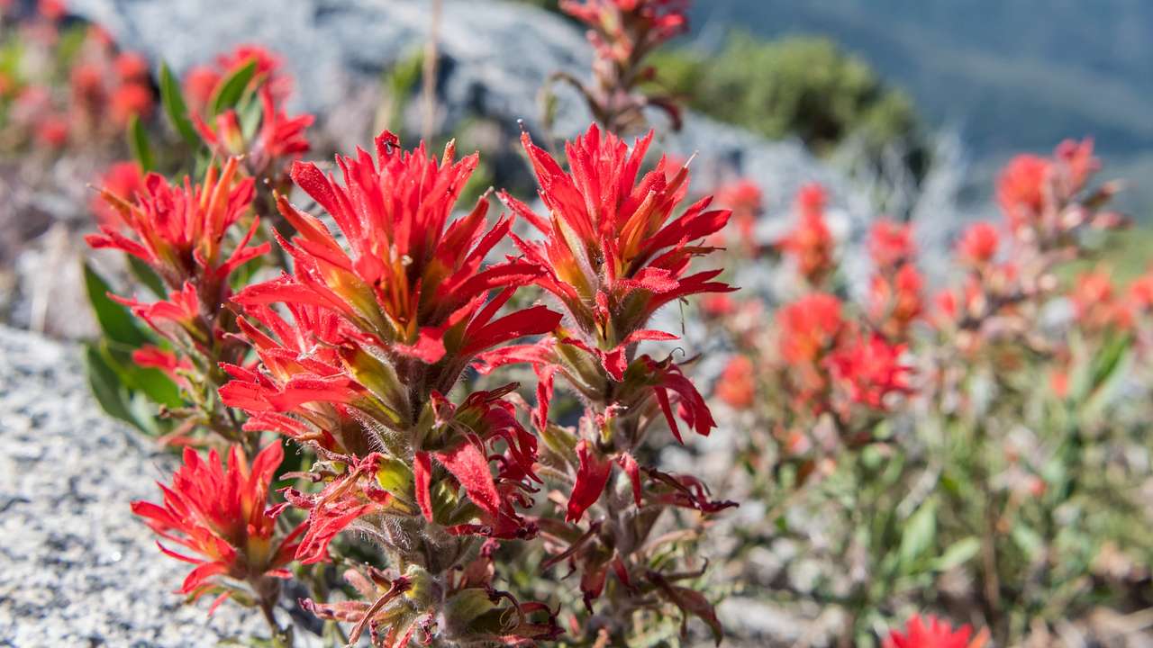 A red Indian paintbrush flower with rocks and other flowers around it