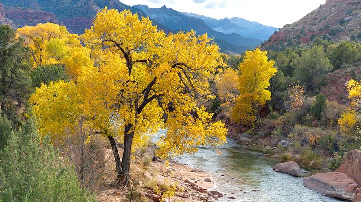 A yellow cottonwood tree next to a river surrounded by rocky hills