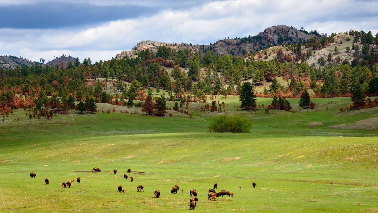 Green grass with bison grazing next to trees and hills under a cloudy sky