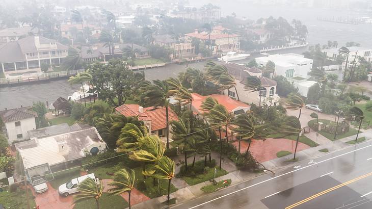 Aerial view of a wet street lined with and palm trees blowing in the wind