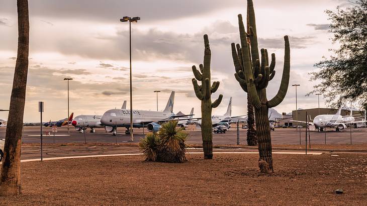A couple of cacti in a desert with airplanes in the distance