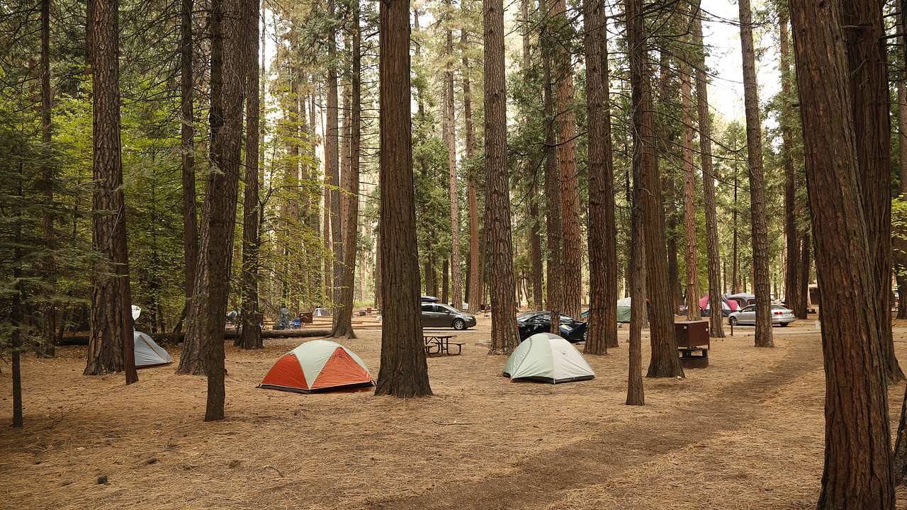 Camping tents in a forest surrounded by tall trees