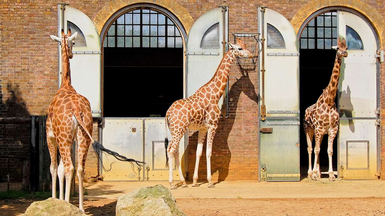 Three giraffes standing next to arched doors