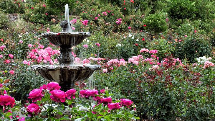 A fountain in a garden surrounded by roses of different colors and green bushes A fountain in a garden surrounded by roses of different colors and green bushes