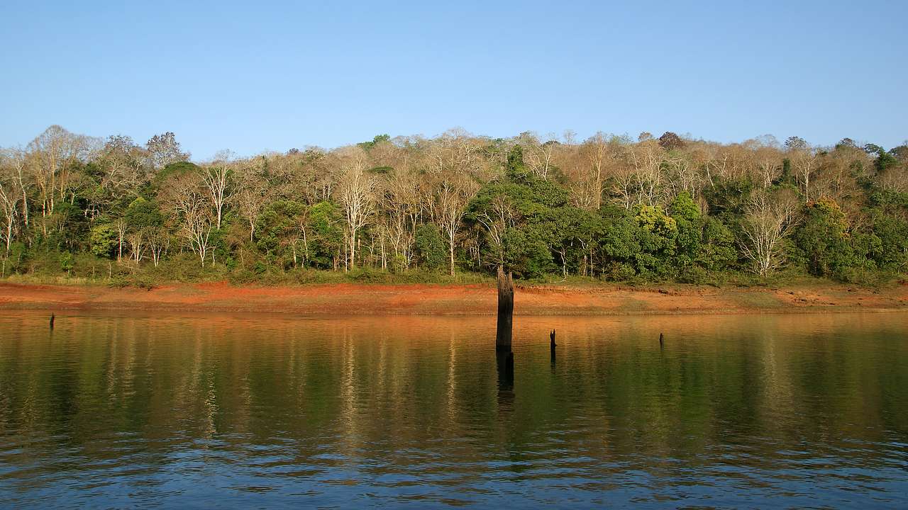 Lake water lined by green trees against a clear blue sky