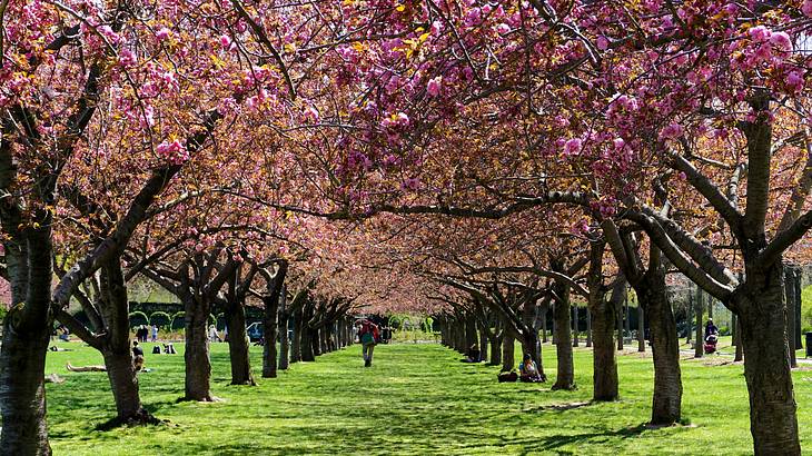 Rows of cherry blossom trees on either side of a green lawn, with a person in between