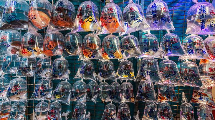 Goldfish in bags in markets in Kowloon, Hong Kong Goldfish in bags in markets in Kowloon, Hong Kong