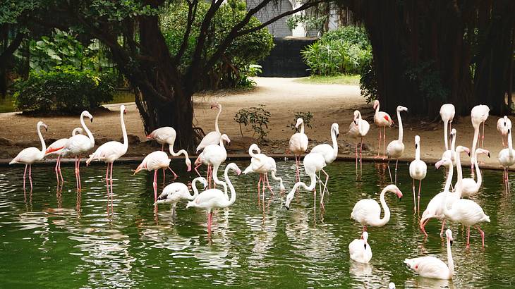 Pink flamingos standing in pond water at Kowloon Park, Hong Kong