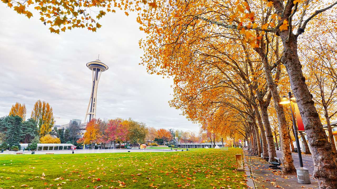 Fall-colored trees in a park with the Space Needle in the background