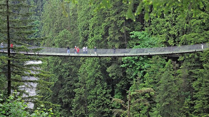 A suspension bridge in a forest surrounded by green trees A suspension bridge in a forest surrounded by green trees