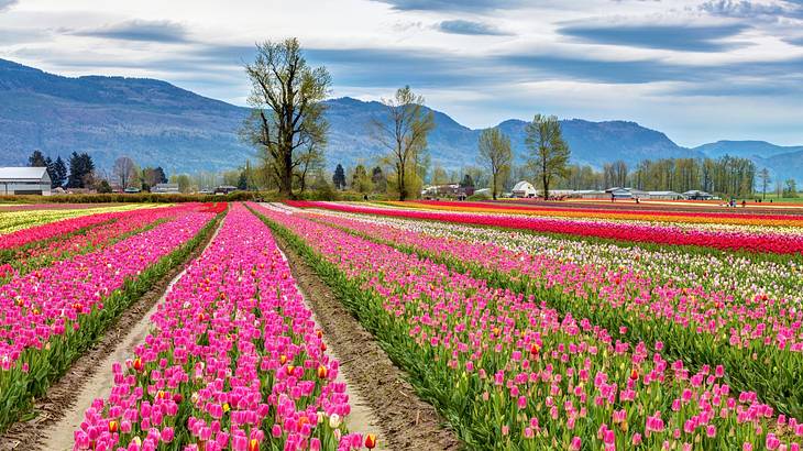 A field of colourful tulips next to trees and mountains under a cloudy sky A field of colourful tulips next to trees and mountains under a cloudy sky