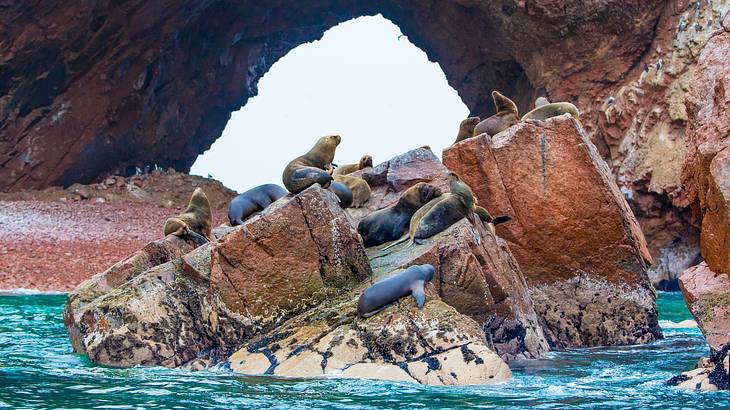 Seals resting on rocks above a beach, in front of a hole in the middle of a rock Seals resting on rocks above a beach, in front of a hole in the middle of a rock