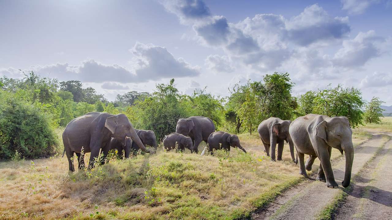 Elephant herd, Minneriya National Park