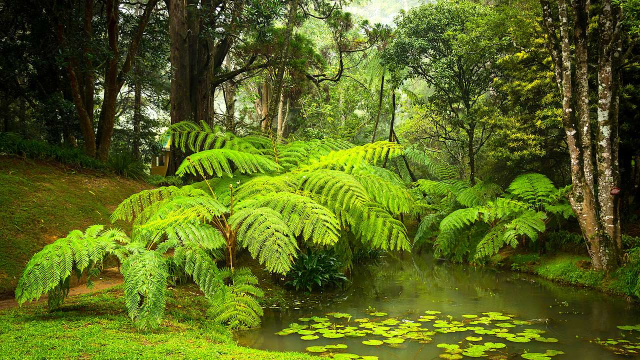 Hakgala Botanical Garden, Nuwara Eliya