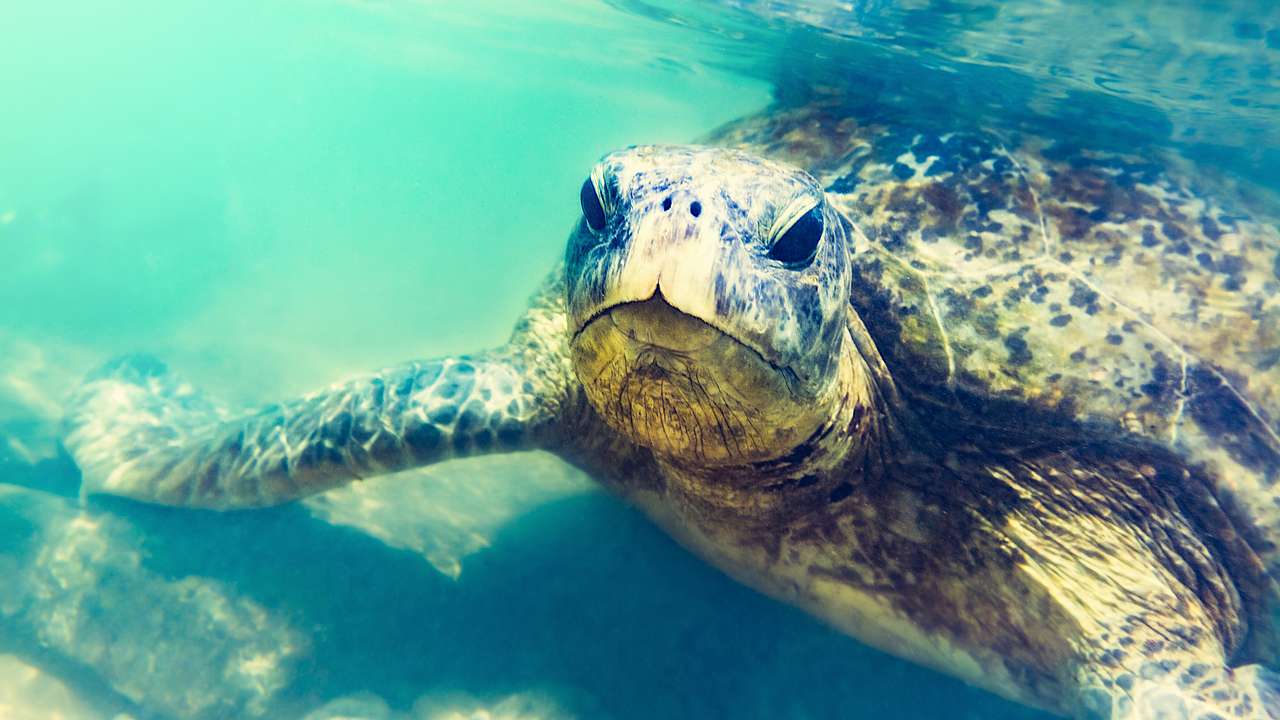 Sea Turtle, Hikkaduwa, Sri Lanka