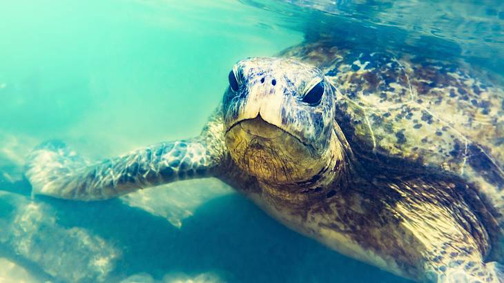 Sea Turtle, Hikkaduwa, Sri Lanka