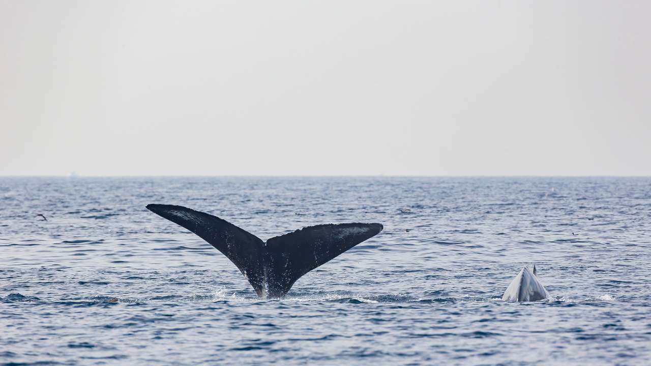 The best time to visit Los Angeles for whale watching is from January to April