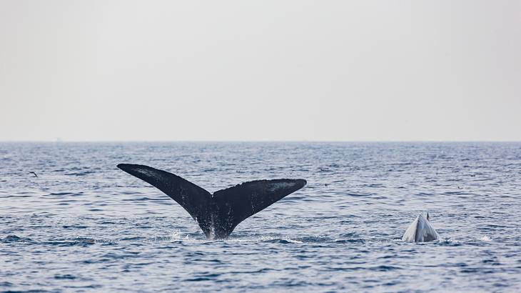 The best time to visit Los Angeles for whale watching is from January to April