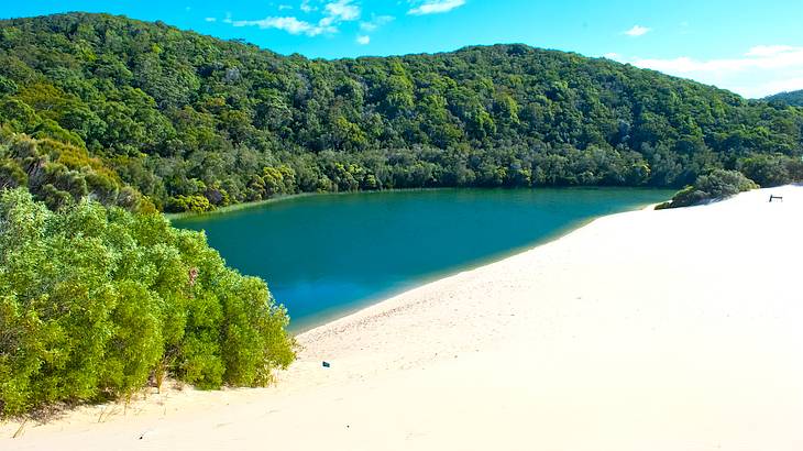 Green trees and greenery surrounding a white sand beach with blue water