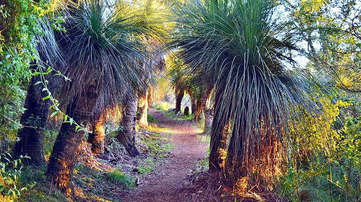 A dirt path through palm trees and greenery on a sunny day