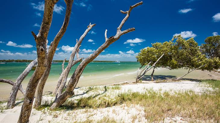 White sand, tree trunks and grass on Bribie Island with blue water around