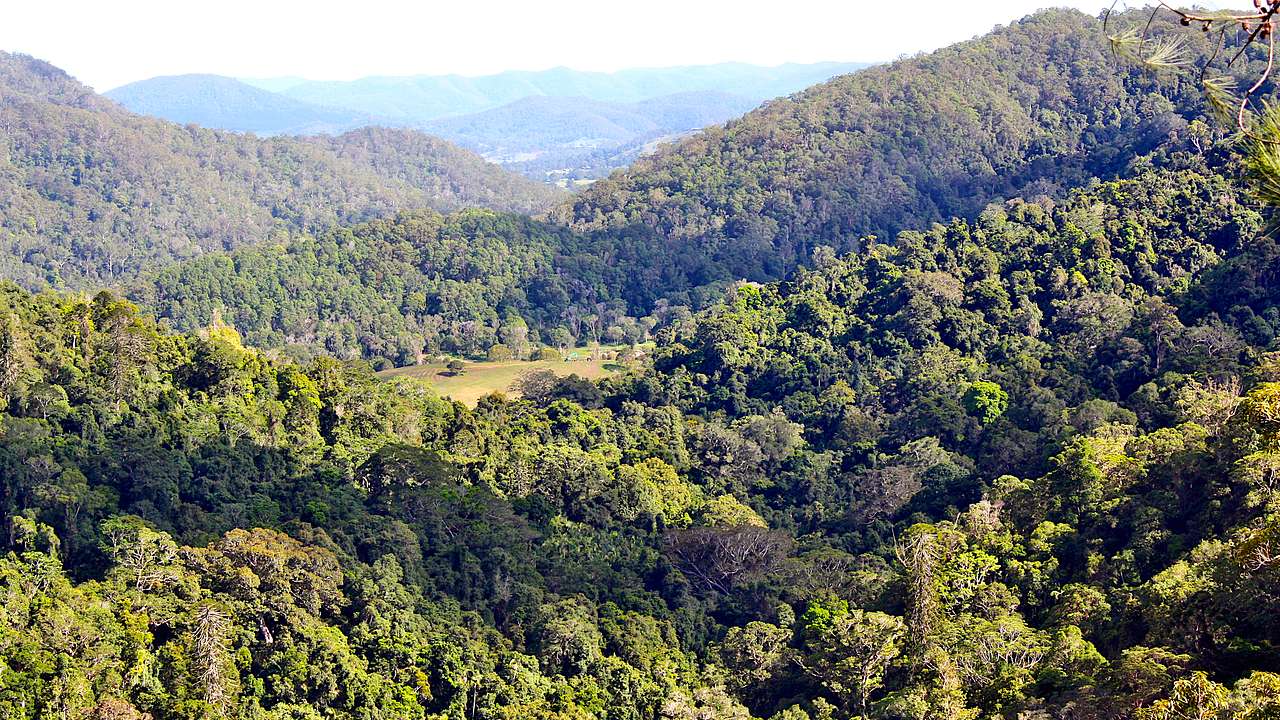 Lush green trees on mountains at the viewpoint of Kondalilla National Park