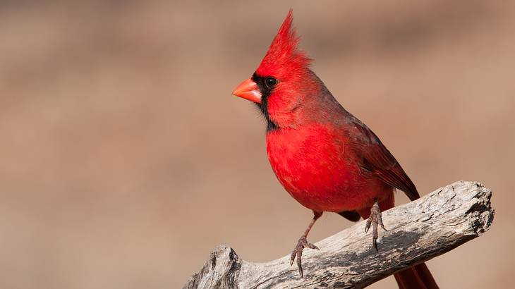 An up-close shot of a red bird on a tree branch