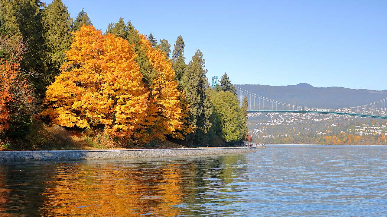 Autumn-colored trees along a pathway and body of water with a cable bridge behind