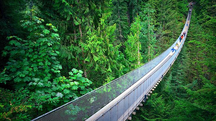 A suspended walkway in the middle of the wilderness surrounded by trees