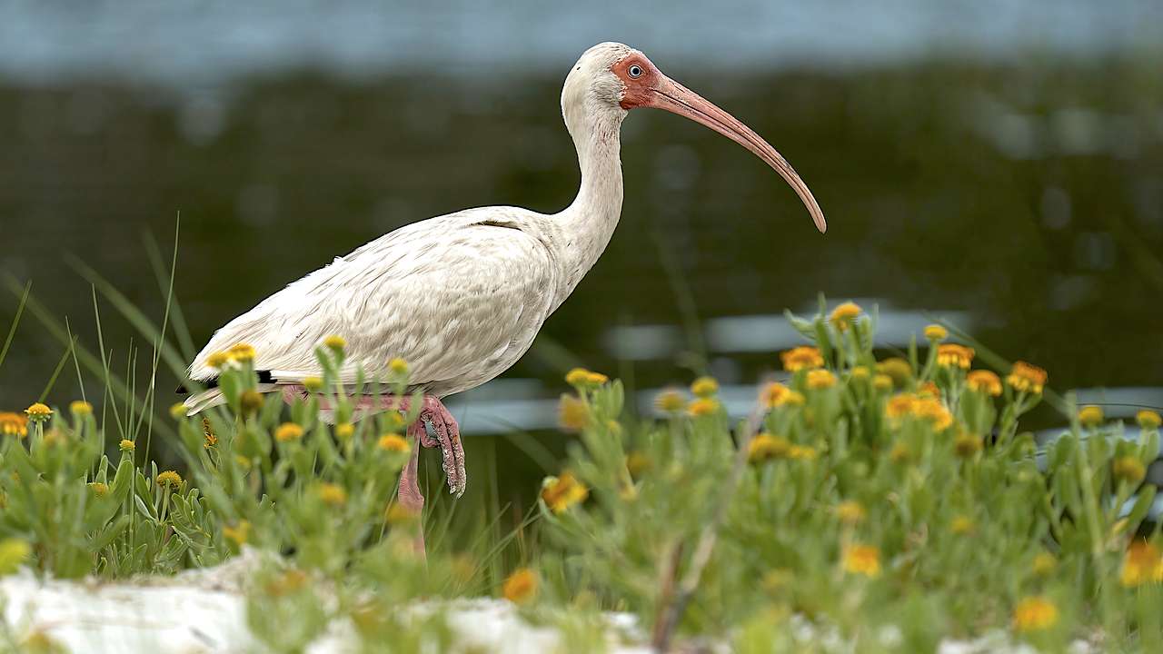 A white bird with a long, curved beak standing on one leg, surrounded by plants