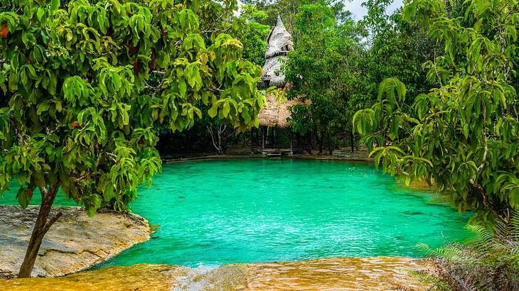 A clear green natural lagoon with thick green trees surrounding it A clear green natural lagoon with thick green trees surrounding it