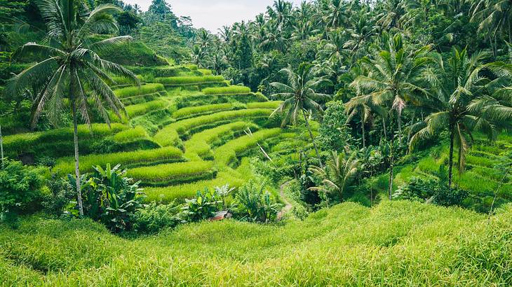 Rich green layered rice terraces surrounded by tall palm trees