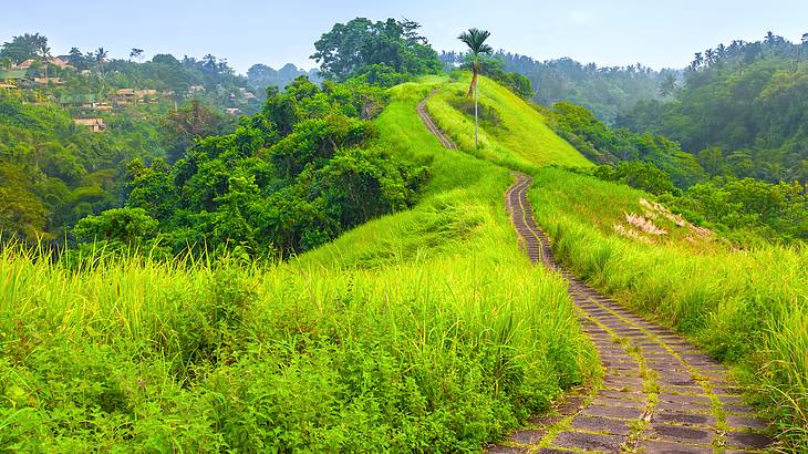 A hiking trail in the middle of a green, rolling meadow