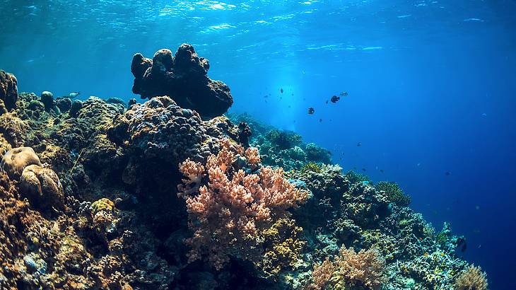 Fish swimming amongst coral in the deep blue sea