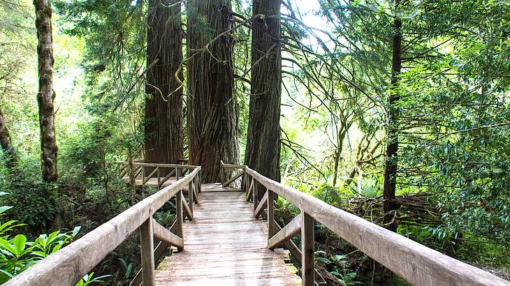 A wooden bridge leading to big trees surrounded by vegetation A wooden bridge leading to big trees surrounded by vegetation